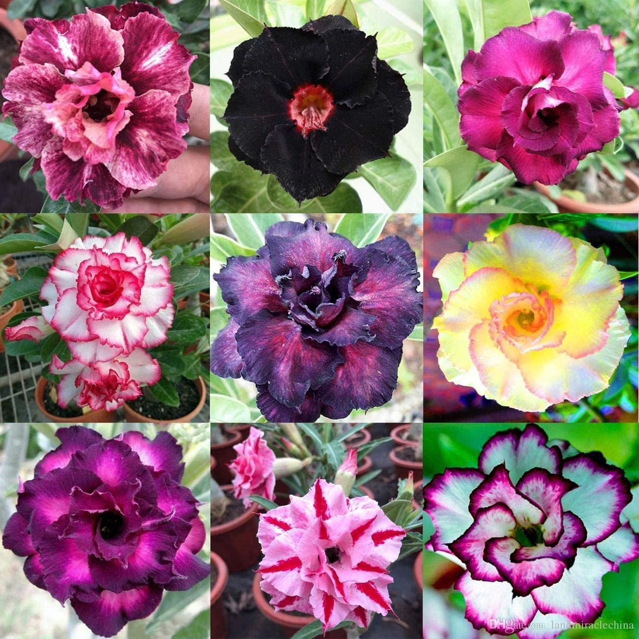 Heirloom Rose Bonsai Flower seeds for Planting Drought Tolerant Heirloom & GMO Free Seeds for Home Garden