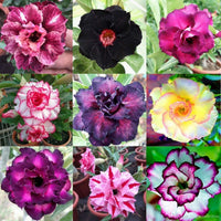 Heirloom Rose Bonsai Flower seeds for Planting Drought Tolerant Heirloom & GMO Free Seeds for Home Garden