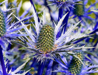 Eryngium Flower seeds for Planting - Colorful Display, Heirloom & GMO Free Seeds for Home Garden