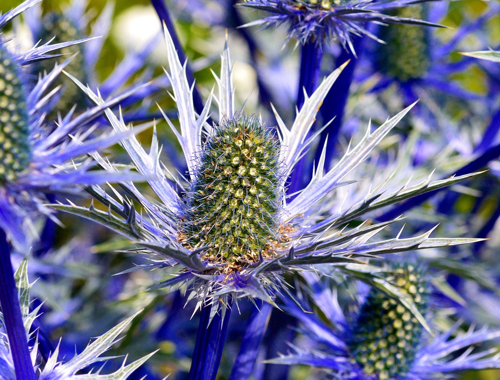 Sea Holly Flower seeds for Planting Colorful Display Heirloom & GMO Free Seeds for Home Garden