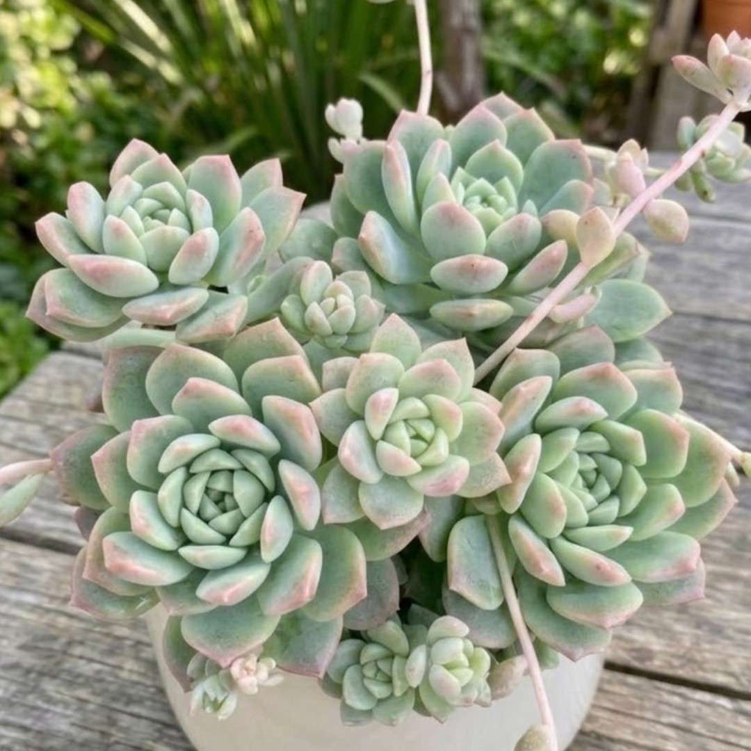 Succulent Flower seeds for Planting Bright Blooms Heirloom & GMO Free Seeds for Home Garden