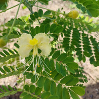 White Caesalpinia Flower Seeds for Planting – Pollinator Friendly Heirloom & NonGMO Seeds for Home Garden
 
 Sale