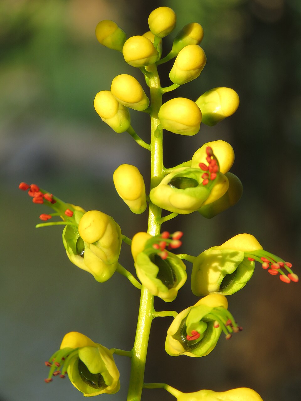 Caesalpinia Bonducella Flower seeds for Planting - Vibrant Colors, Heirloom & GMO Free Seeds for Home Garden