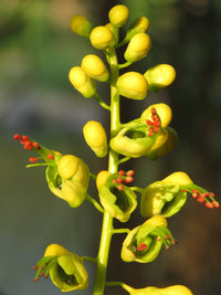 Caesalpinia Bonducella Flower seeds for Planting - Vibrant Colors, Heirloom & GMO Free Seeds for Home Garden