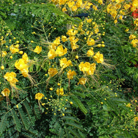 Caesalpinia Flower seeds for Planting - Vibrant Colors, Heirloom & GMO Free Seeds for Home Garden