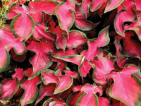 Caladium Flower seeds for Planting Vibrant Colors Heirloom & GMO Free Seeds for Home Garden