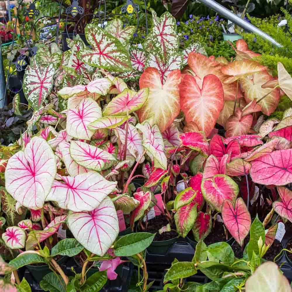 Caladium Mix Seeds for Planting  Vibrant Foliage for Garden and Indoors