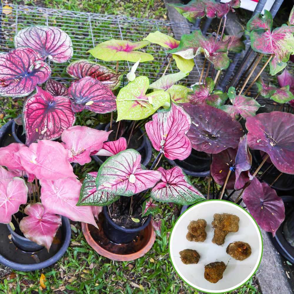 Mix Pink Caladium Flower seeds for Planting - Fragrant Blossoms, Heirloom & GMO Free Seeds for Home Garden