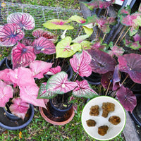 Mix Pink Caladium Flower seeds for Planting - Fragrant Blossoms, Heirloom & GMO Free Seeds for Home Garden