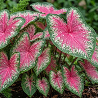 Pink Thailand Caladium Flower Seeds for Planting Compact Growth Heirloom & GMO Free Seeds for Home Garden
 
 Sale