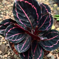 Black Calathea Flower seeds for Planting - Long Bloom Season, Heirloom & GMO Free Seeds for Home Garden