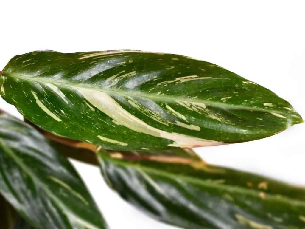 Calathea Magicstar Flower seeds for Planting Garden Favorite Heirloom & GMO Free Seeds for Home Garden 
 
 Sale