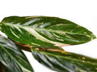 Calathea Magicstar Flower seeds for Planting Garden Favorite Heirloom & GMO Free Seeds for Home Garden 
 
 Sale