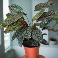 Mixed Calathea Flower seeds for Planting - Drought Tolerant, Heirloom & GMO Free Seeds for Home Garden