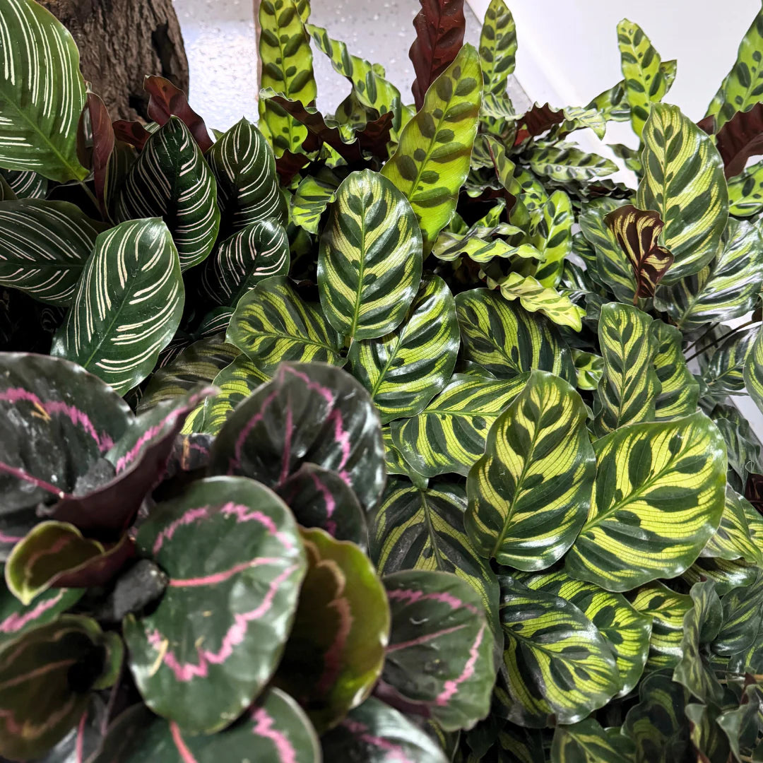 Mixed Calathea Flower seeds for Planting - Drought Tolerant, Heirloom & GMO Free Seeds for Home Garden