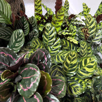 Mixed Calathea Flower seeds for Planting - Drought Tolerant, Heirloom & GMO Free Seeds for Home Garden