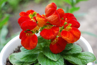 Calceolarias Flower seeds for Planting Colorful Display Heirloom & GMO Free Seeds for Home Garden 
 
 Sale