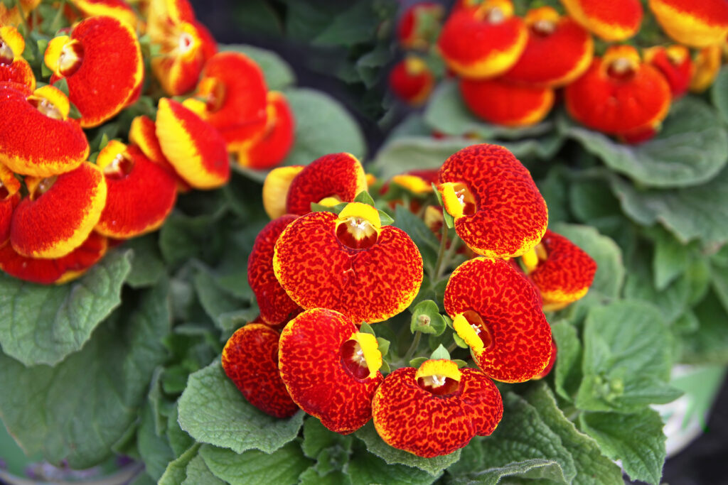 Calceolarias Flower seeds for Planting Colorful Display Heirloom & GMO Free Seeds for Home Garden 
 
 Sale
