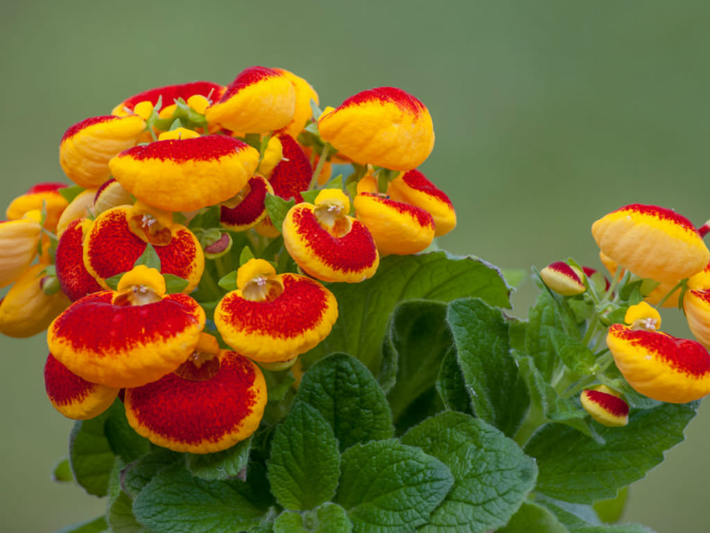 Calceolarias Flower seeds for Planting Colorful Display Heirloom & GMO Free Seeds for Home Garden 
 
 Sale