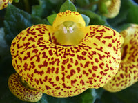 Calceolaria Purse Flower seeds for Planting Fragrant Blossoms Heirloom & GMO Free Seeds for Home Garden