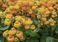 Calceolaria Purse Flower seeds for Planting Fragrant Blossoms Heirloom & GMO Free Seeds for Home Garden