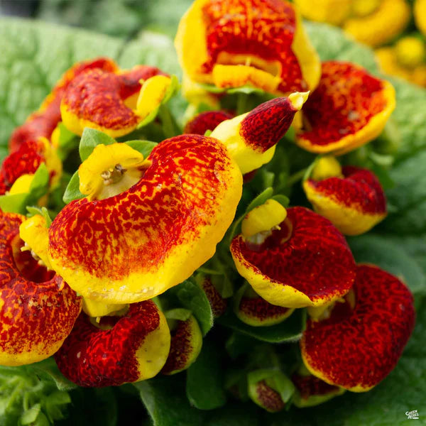 Slipper Flower seeds for Planting Vibrant Colors Heirloom & GMO Free Seeds for Home Garden
