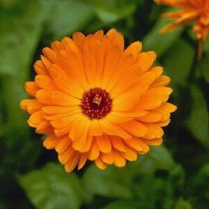 Light Orange Verbena Flower Seeds for Planting Low Maintenance Heirloom & GMO Free Seeds for Home Garden
 
 Sale