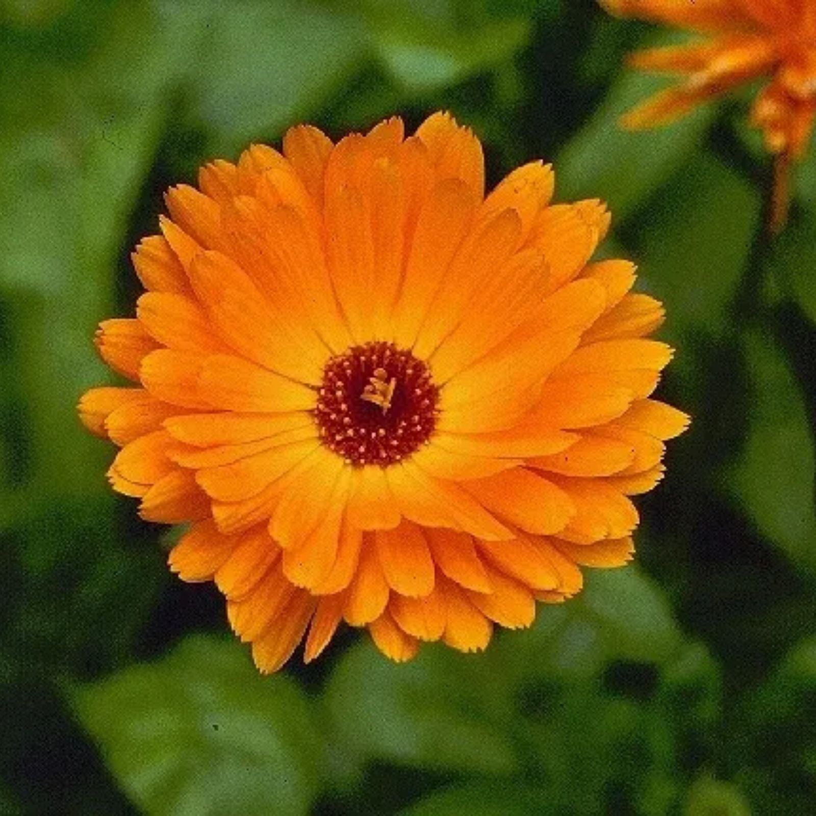 Mixed Colors Fancy Mix Pot Marigold (Calendula Officinalis) Flower Seeds