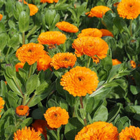 Calendula Officinalis Flower seeds for Planting - Easy to Grow, Heirloom & GMO Free Seeds for Home Garden