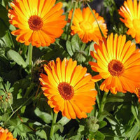 Light Orange Verbena Flower Seeds for Planting Low Maintenance Heirloom & GMO Free Seeds for Home Garden
 
 Sale