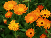 Calendula Marigold Flower seeds for Planting Cottage Garden Essential Heirloom & GMO Free Seeds for Home Garden