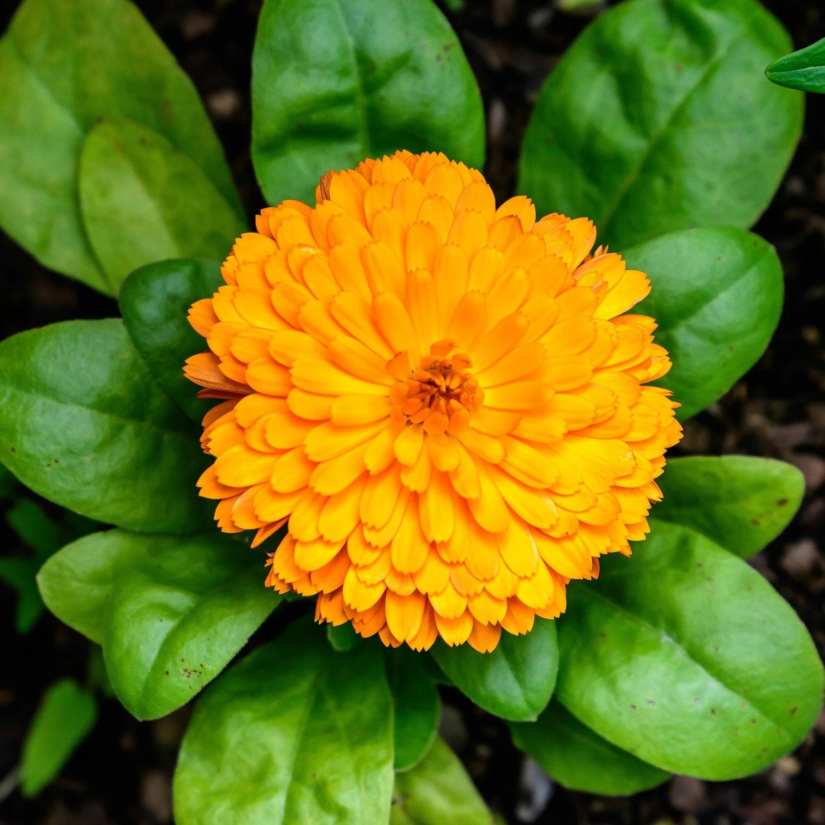Calendula Flower seeds for Planting Hardy Variety Heirloom & GMO Free Seeds for Home Garden