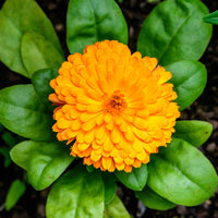 Calendula Flower seeds for Planting Hardy Variety Heirloom & GMO Free Seeds for Home Garden