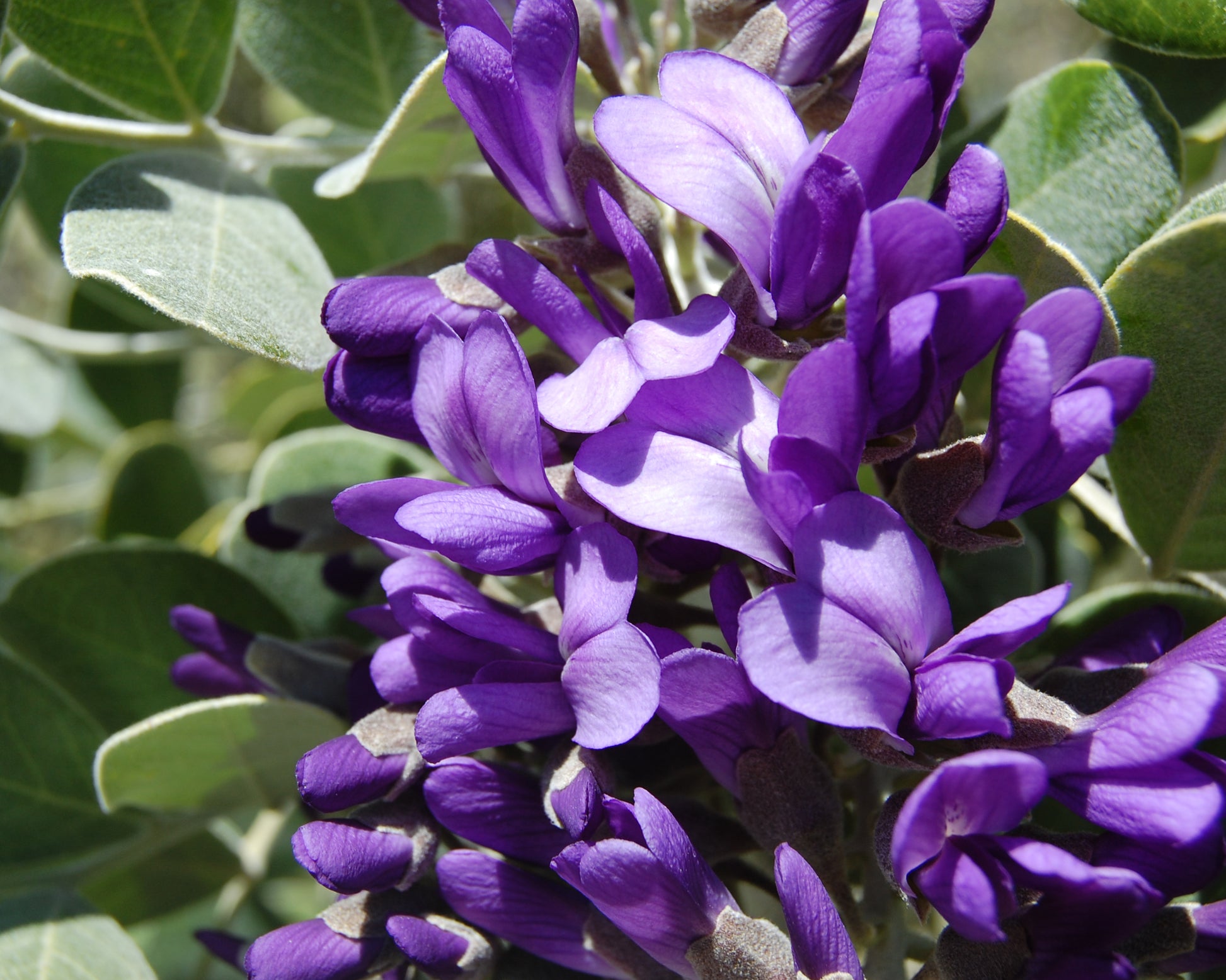 Purple Mescal Flower seeds for Planting - Compact Growth, Heirloom & GMO Free Seeds for Home Garden
