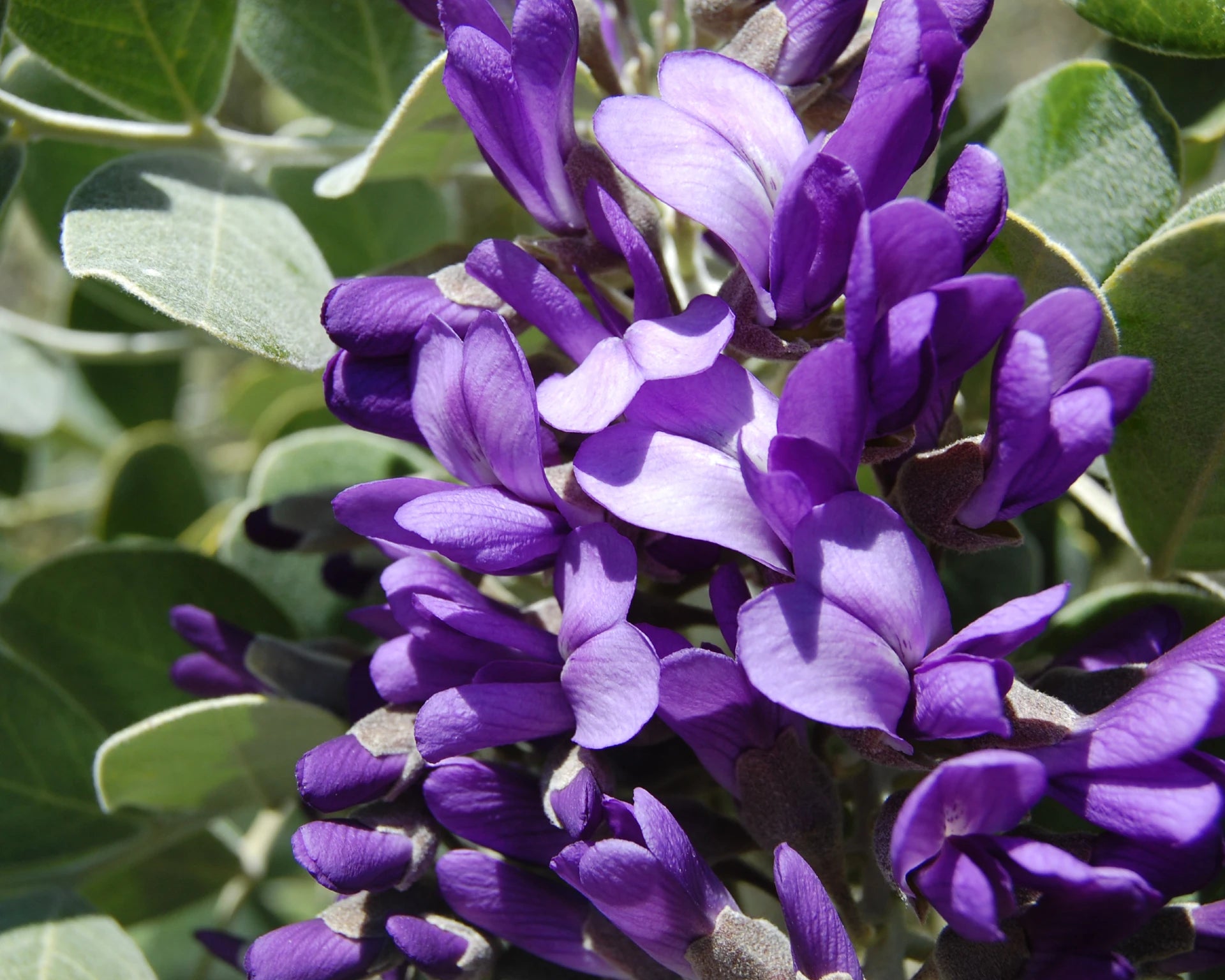 Heirloom Sophora Secundiflora Flower seeds for Planting Compact Growth Heirloom & GMO Free Seeds for Home Garden