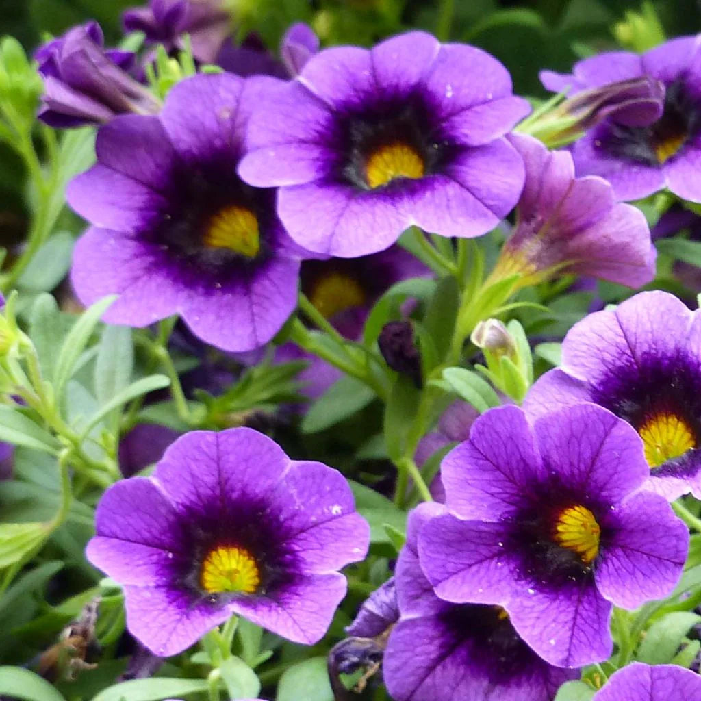 Futaba Petunia Kabloom Calibrachoa Seeds Tinted Purple Flower seeds for Planting Low Maintenance Heirloom & GMO Free Seeds for Home Garden