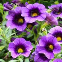 Futaba Petunia Kabloom Calibrachoa Seeds Tinted Purple Flower seeds for Planting Low Maintenance Heirloom & GMO Free Seeds for Home Garden