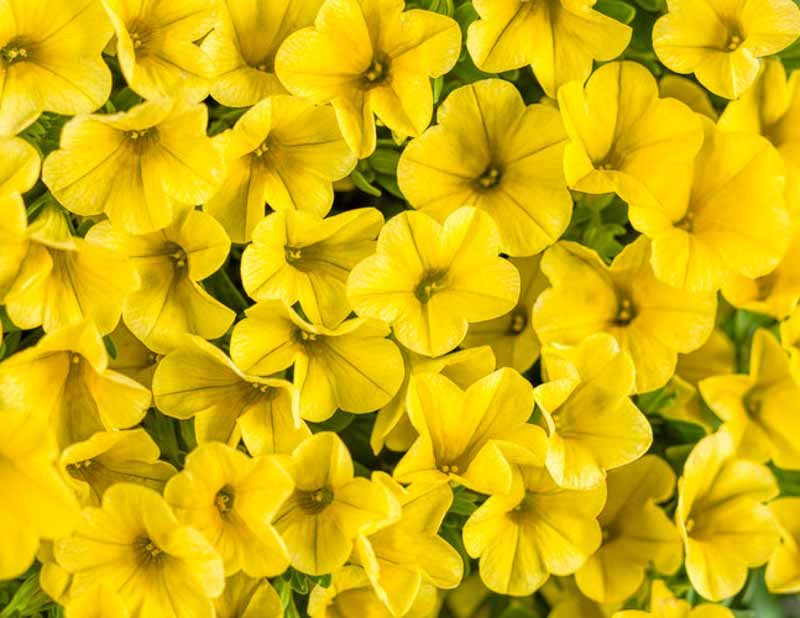 Yellow Superbells Calibrachoa Flower seeds for Planting - Cut Flower Favorite, Heirloom & GMO Free Seeds for Home Garden