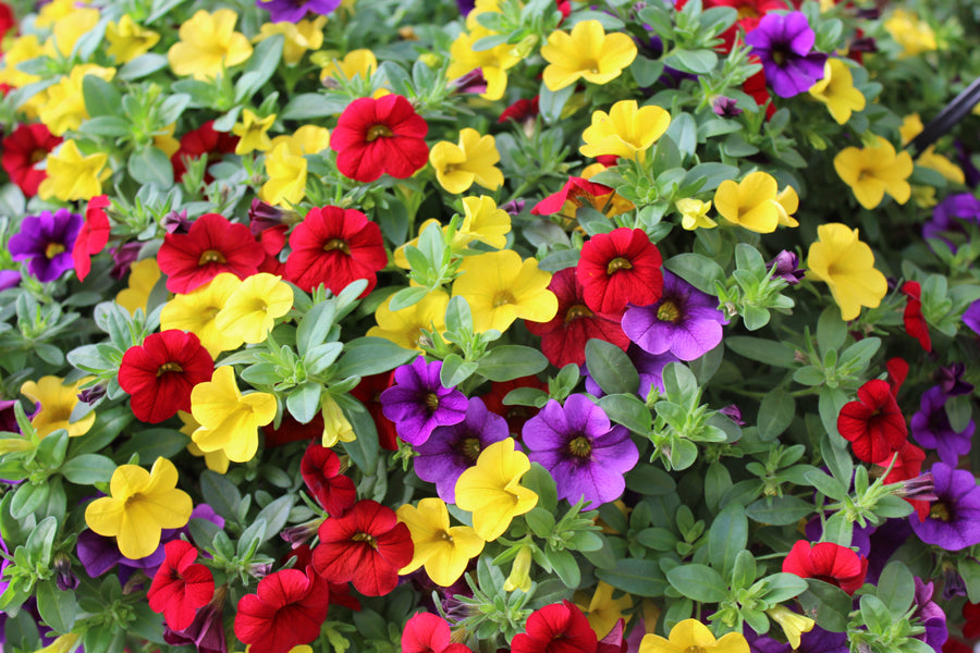 Mix Calibrachoa & Petunia Flower seeds for Planting Garden Favorite Heirloom & GMO Free Seeds for Home Garden
 
 Sale