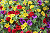Mix Calibrachoa & Petunia Flower seeds for Planting Garden Favorite Heirloom & GMO Free Seeds for Home Garden
 
 Sale
