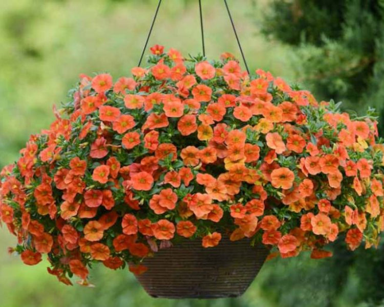 Orange Calibrachoa Flower seeds for Planting - Hardy Variety, Heirloom & GMO Free Seeds for Home Garden