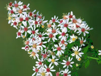 Pink White Lateriflorus Flower Seeds for Beautiful Garden Planting