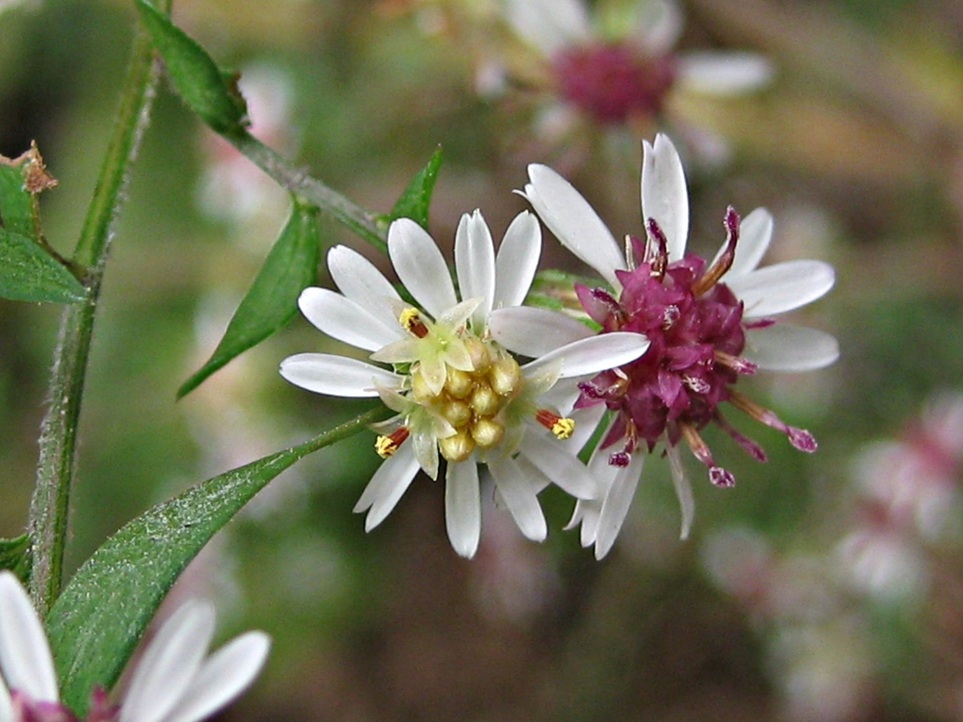 Pink White Lateriflorus Flower seeds for Planting - Bright Blooms, Heirloom & GMO Free Seeds for Home Garden