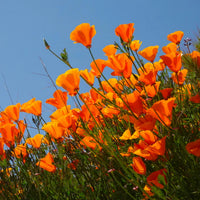 Cali Flower seeds for Planting - Wildflower Mix, Heirloom & GMO Free Seeds for Home Garden