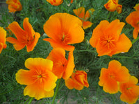 Orange Eschscholtzia Flower Seeds – Bright Blooms Heirloom & NonGMO for Home Garden
 
 Sale