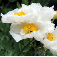Coulteri Flower Seeds for Planting  Vibrant Blooms for Your Garden