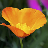 Cali Flower seeds for Planting - Wildflower Mix, Heirloom & GMO Free Seeds for Home Garden