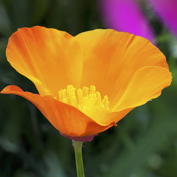 Cali Flower seeds for Planting - Wildflower Mix, Heirloom & GMO Free Seeds for Home Garden