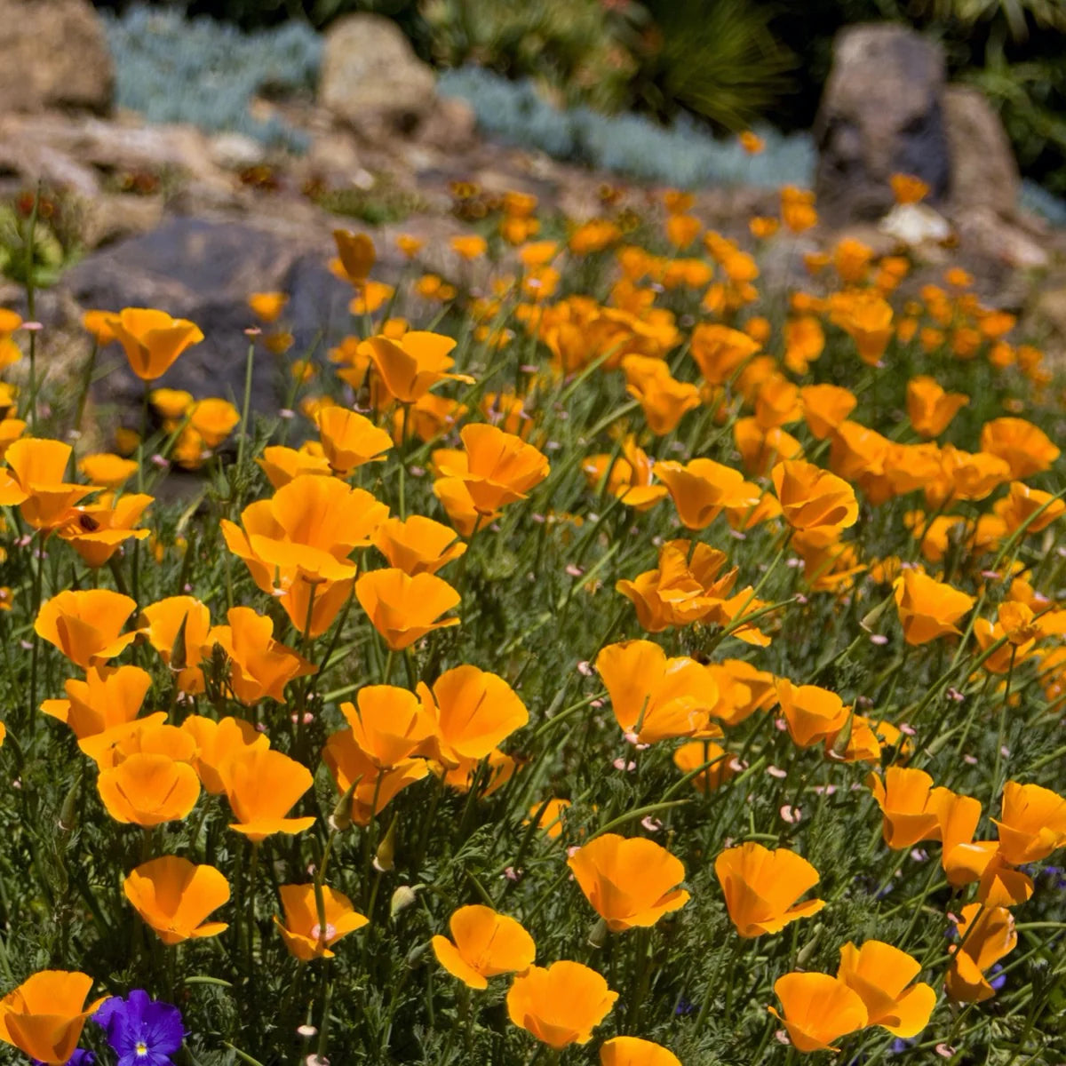 Yellow Eschscholzia Flower Seeds Planting
