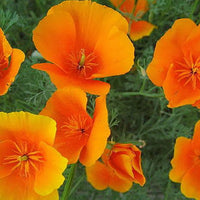 Cali Flower seeds for Planting Premium Quality Heirloom & GMO Free Seeds for Home Garden